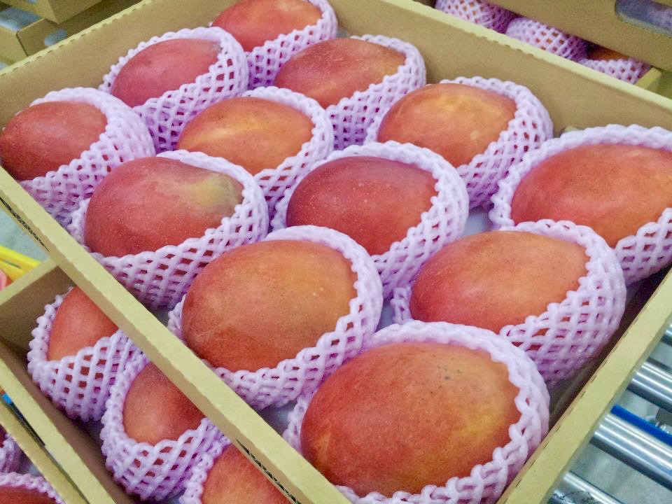 Emperor Gift Box for Export - Top Aiwen Mango Gift Box